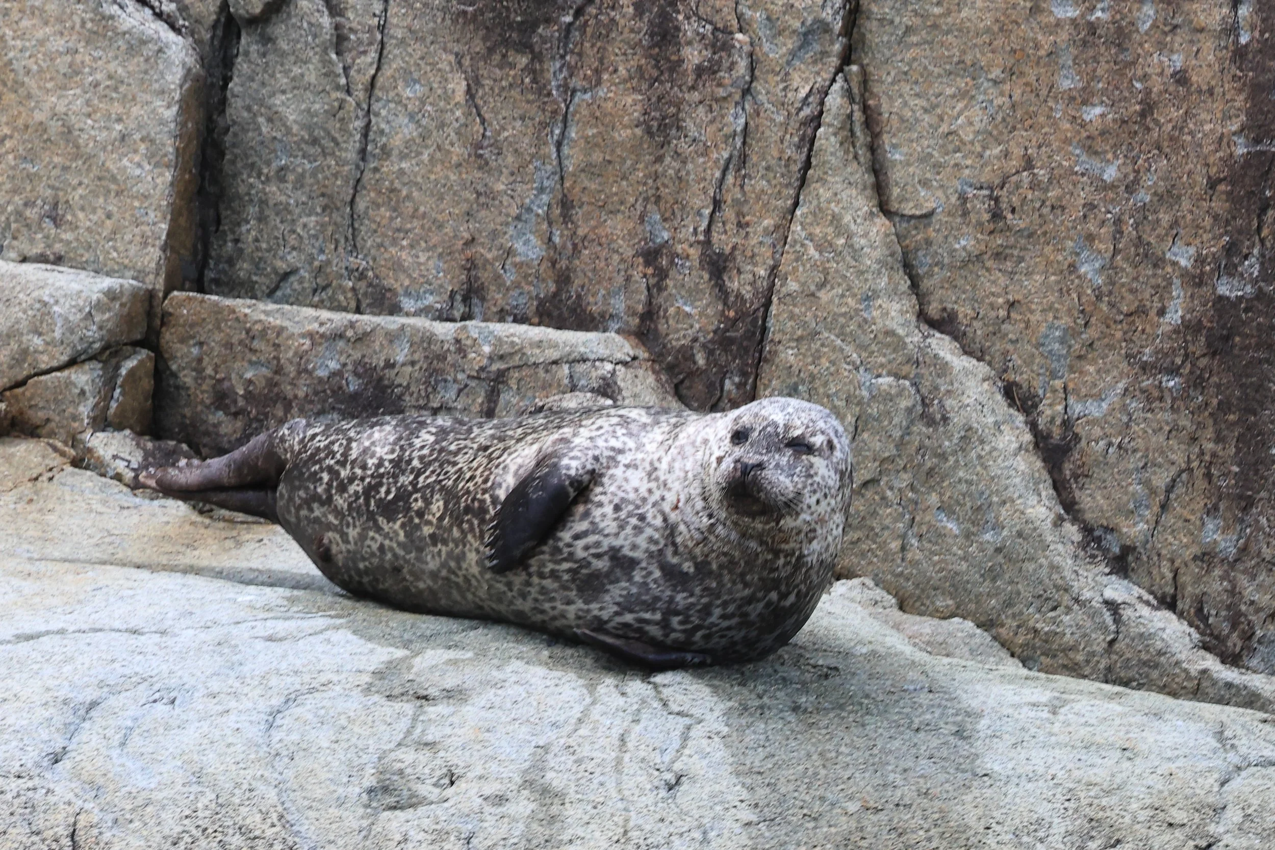 Harbour seal H86A2583.JPG