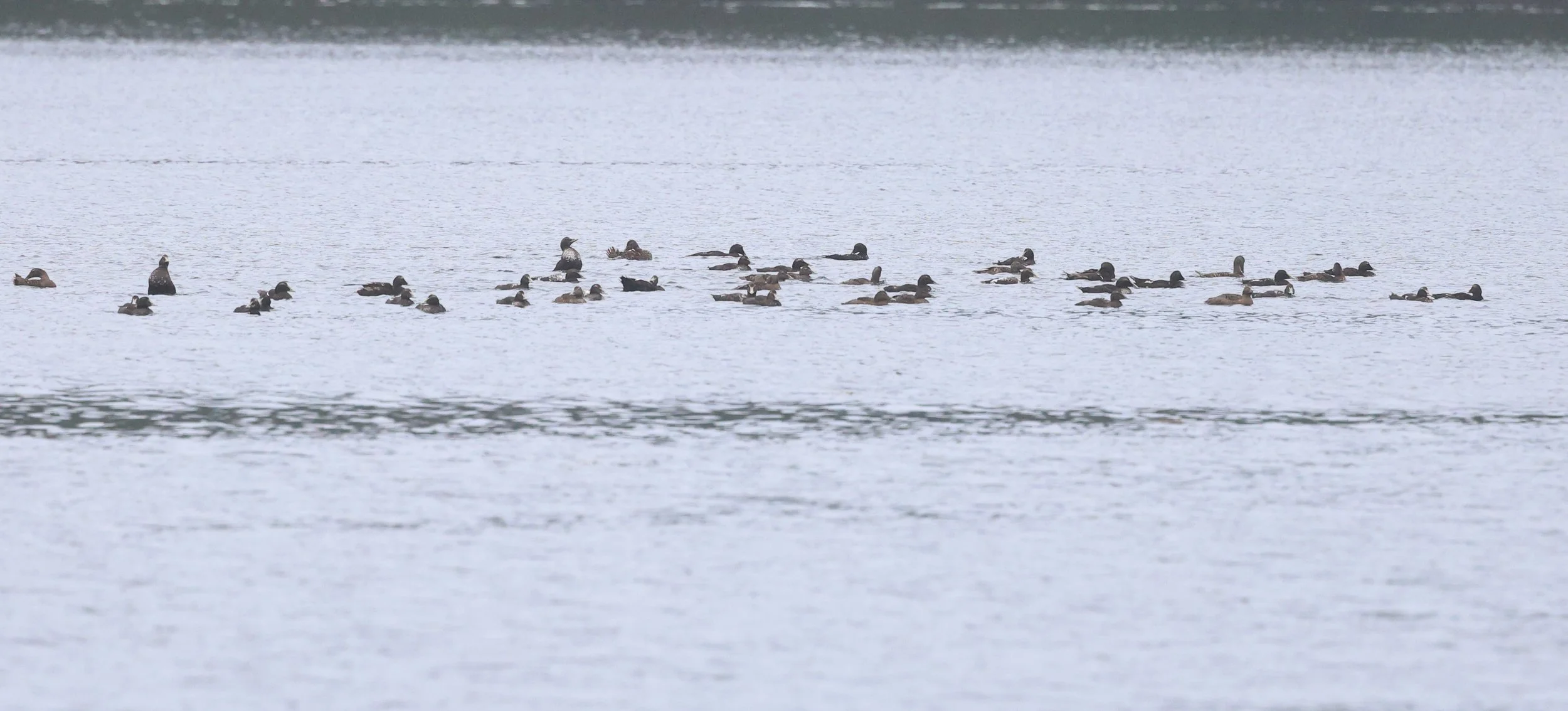 Eider H86A9466.JPG