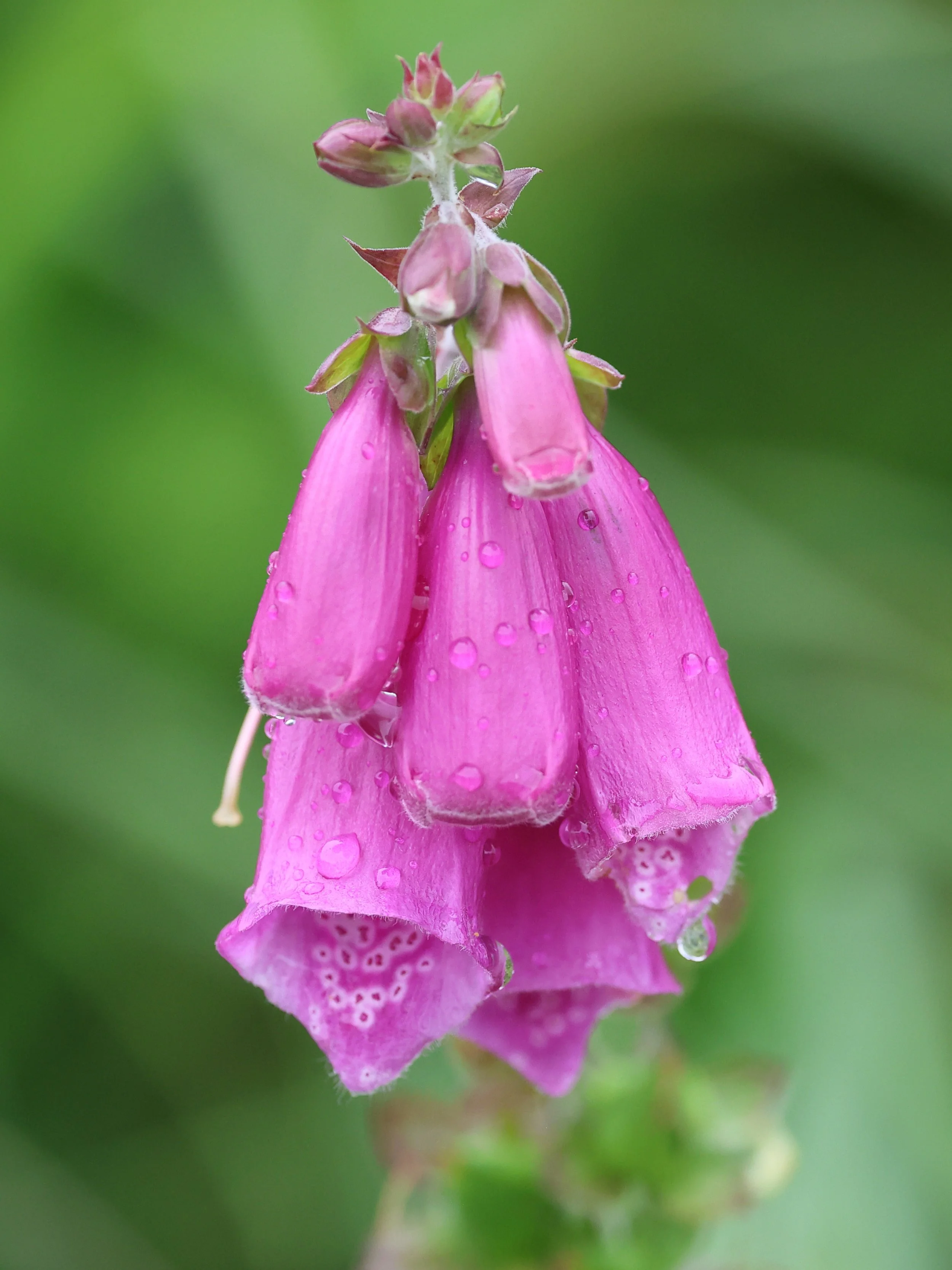 Fiore H86A0900.JPG