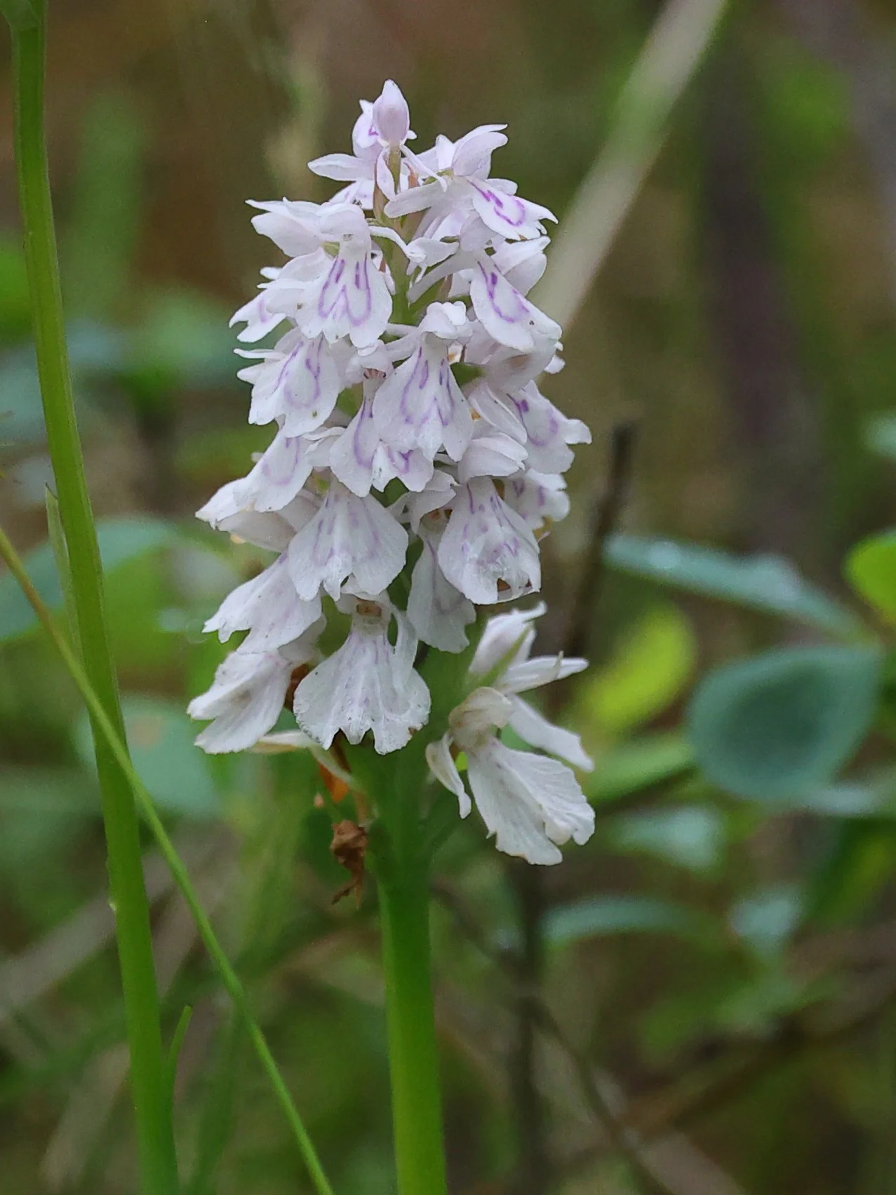 Orchid H86A0551.JPG