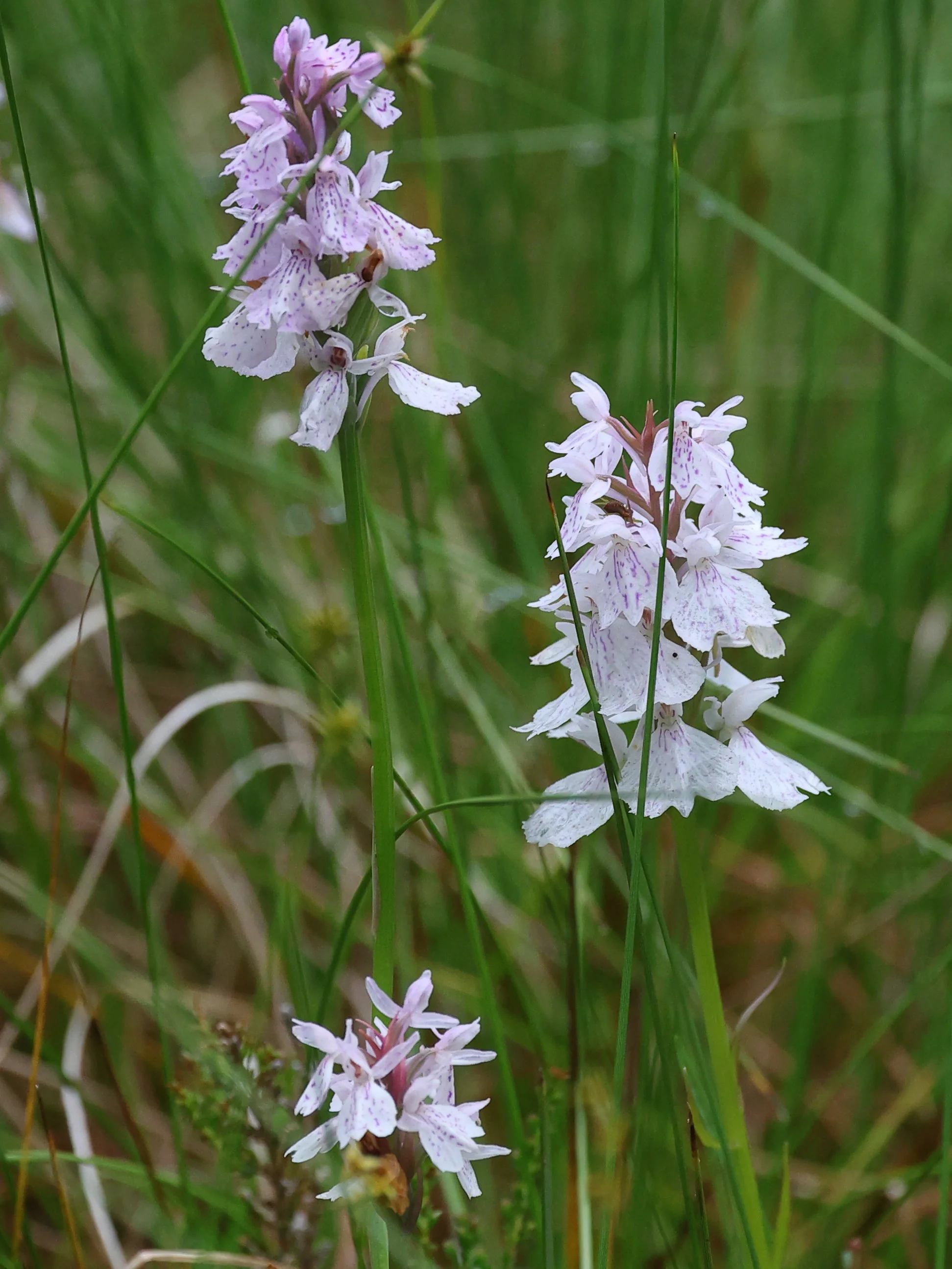 Orchidee Bergen H86A0488.JPG