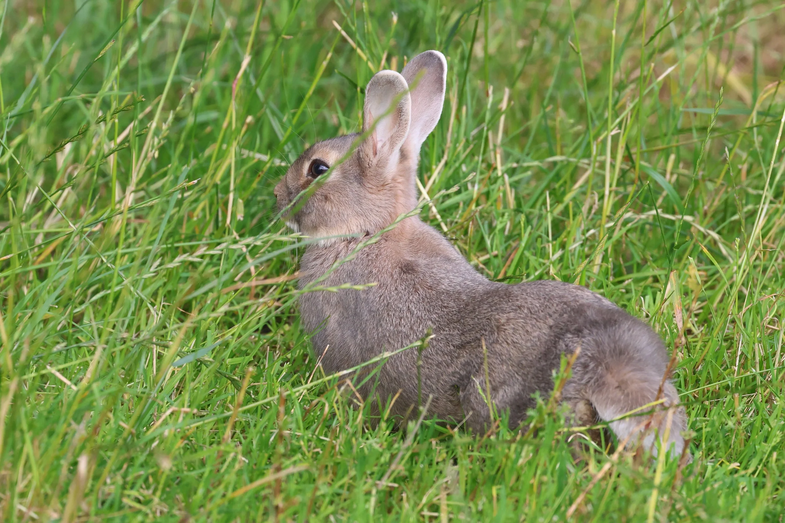 Rabit H86A3345.JPG