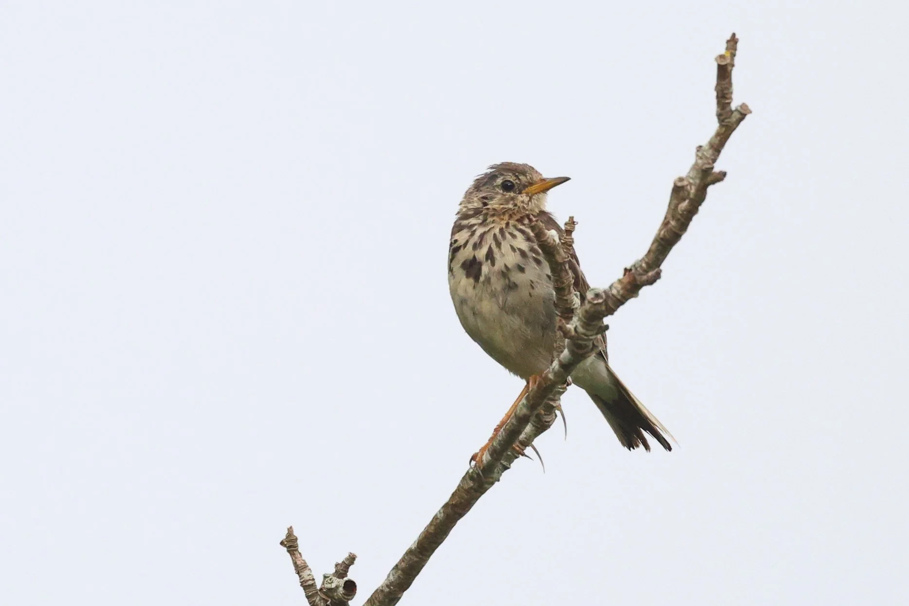 Pipit H86A3127.JPG