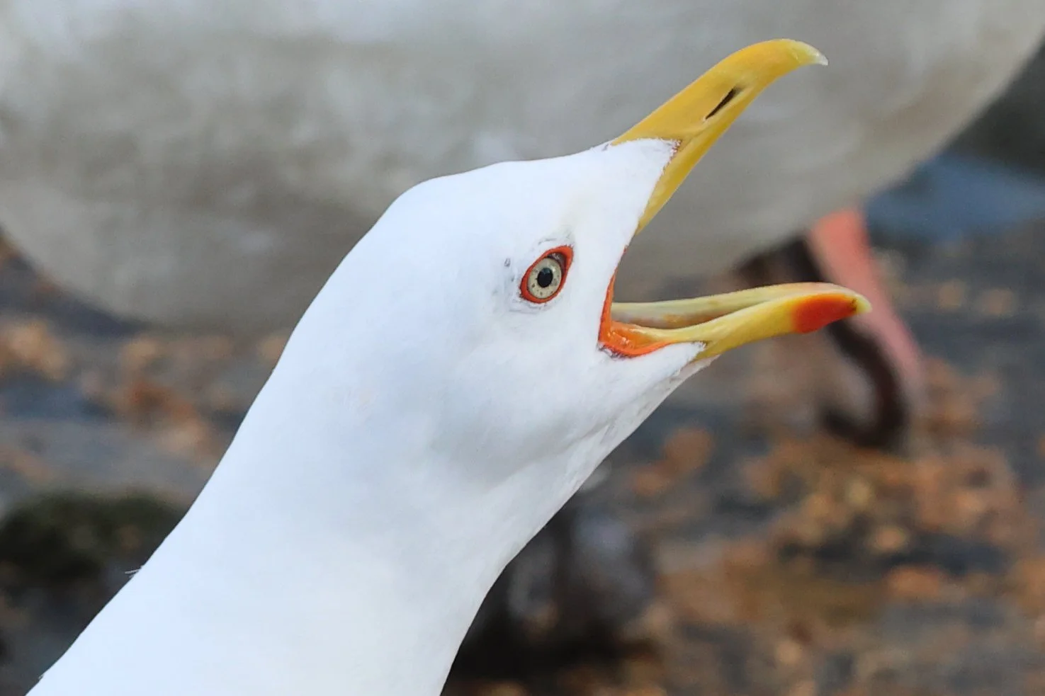 Goeland H86A2938.JPG
