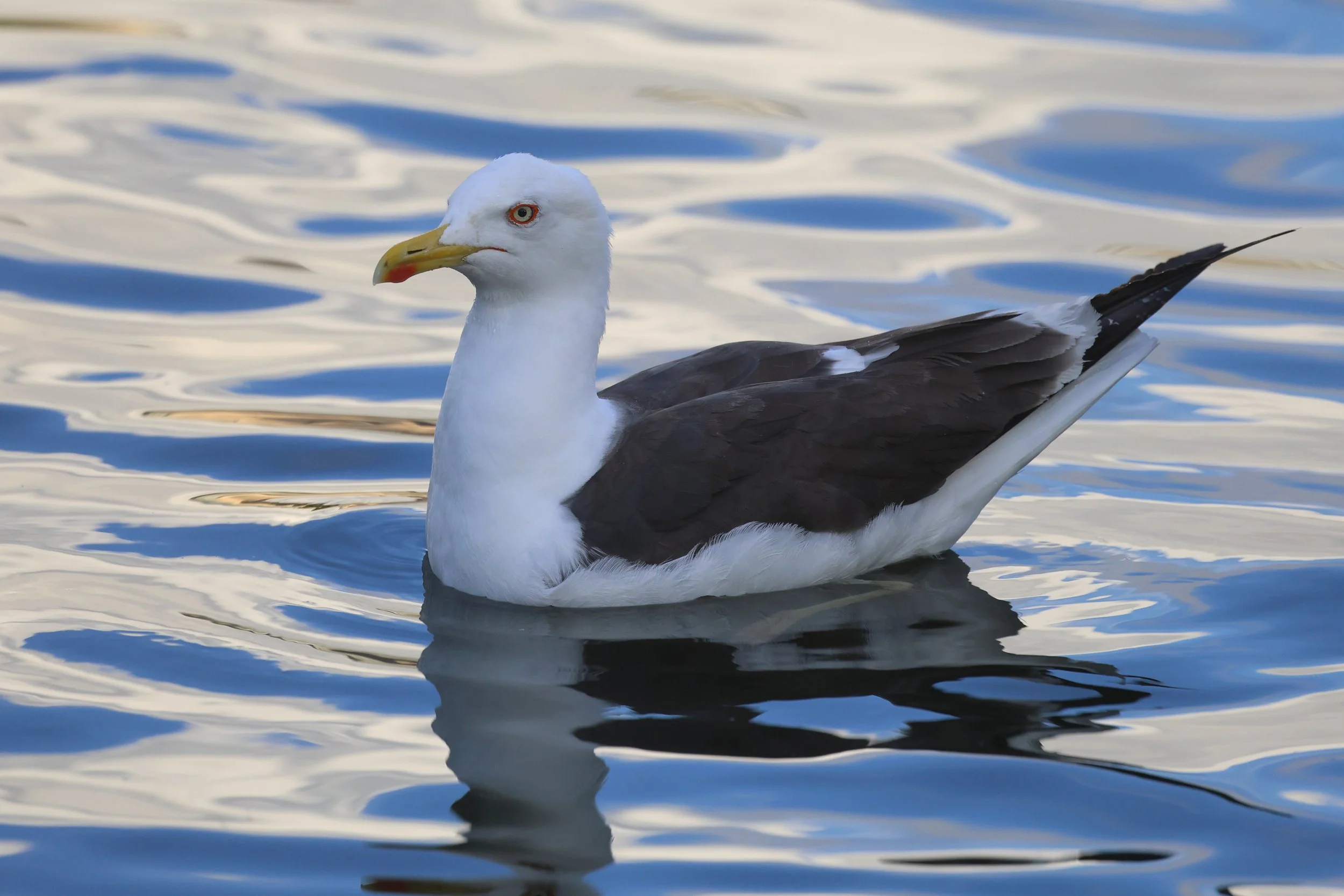 Goeland H86A2958.JPG