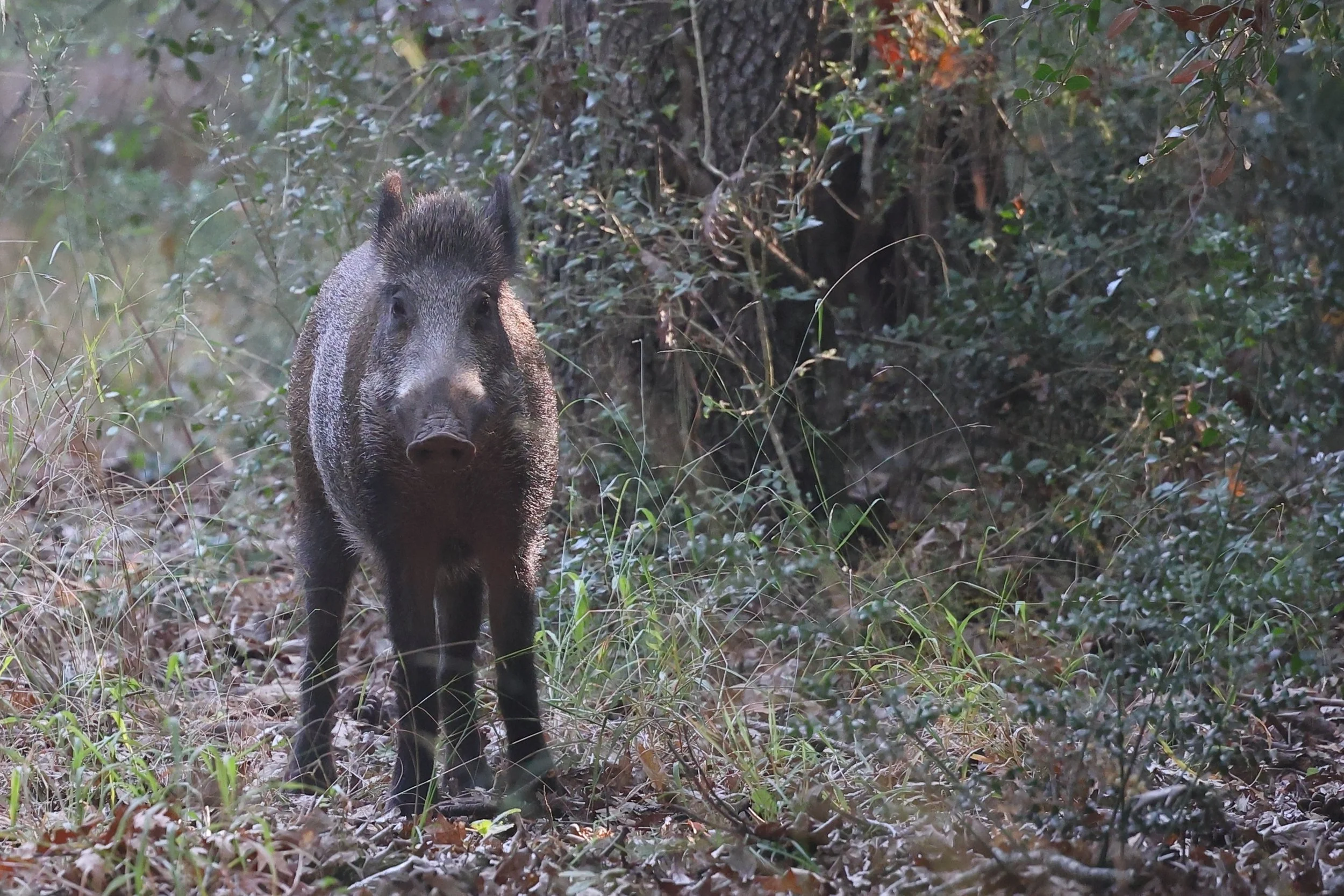 Cinghiale H86A4363.JPG