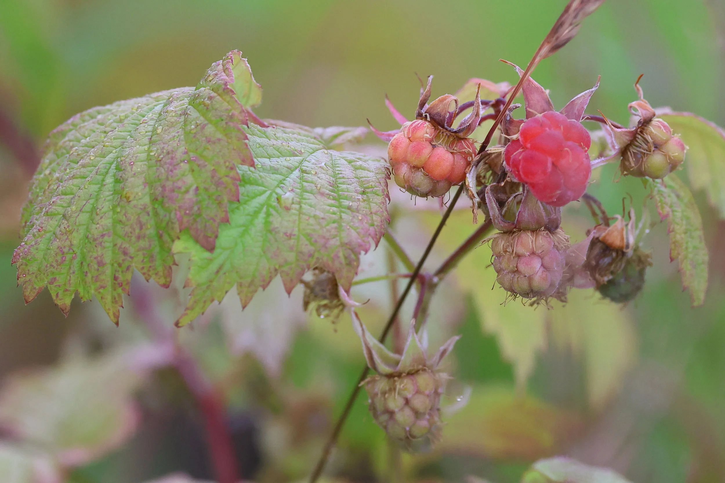 Framboise H86A9378.JPG