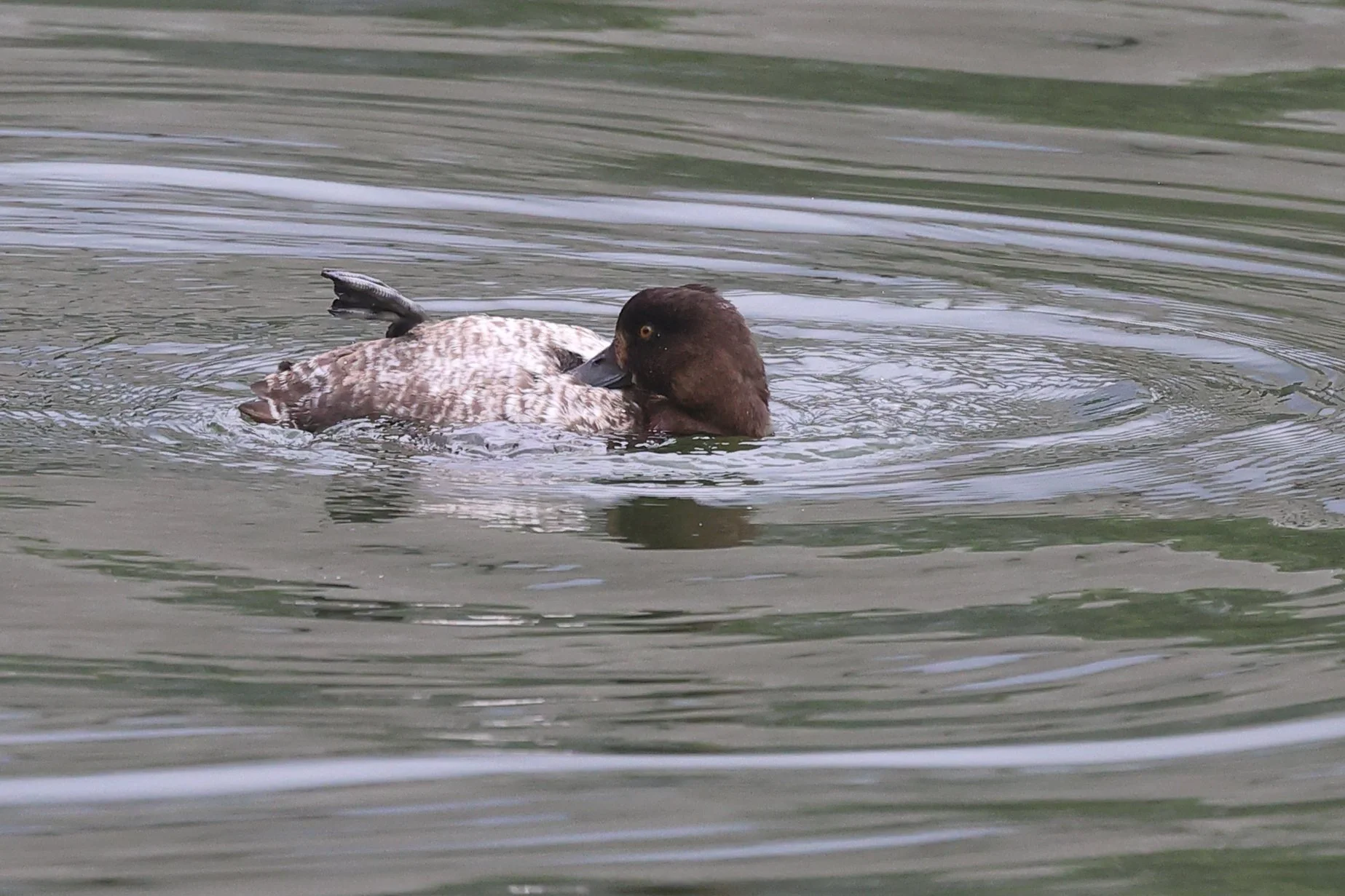 Canard H86A9563.JPG