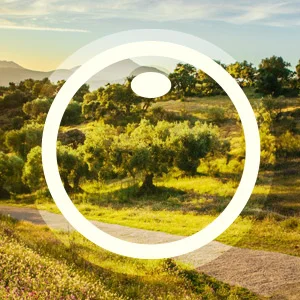 sos-design-olive-retreat-branding.jpg
