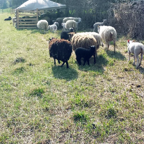 All Sorts Acre Shearing Day!