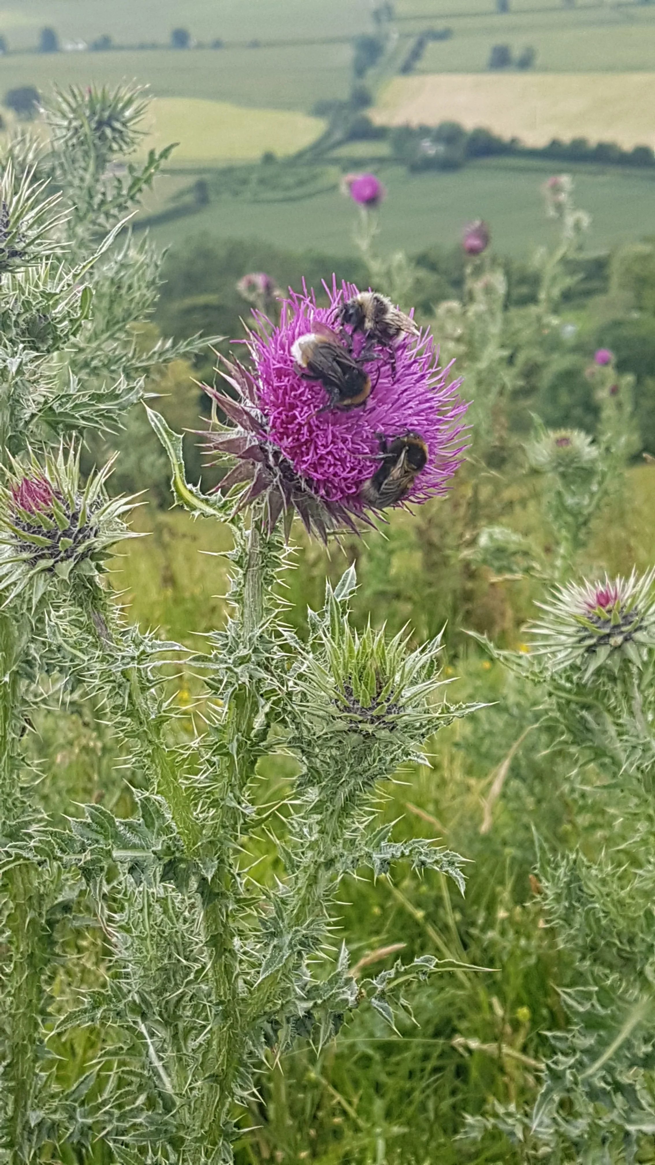 Here is one example: 3 bees on one tiny thistle taken at Glastonbury Tor.