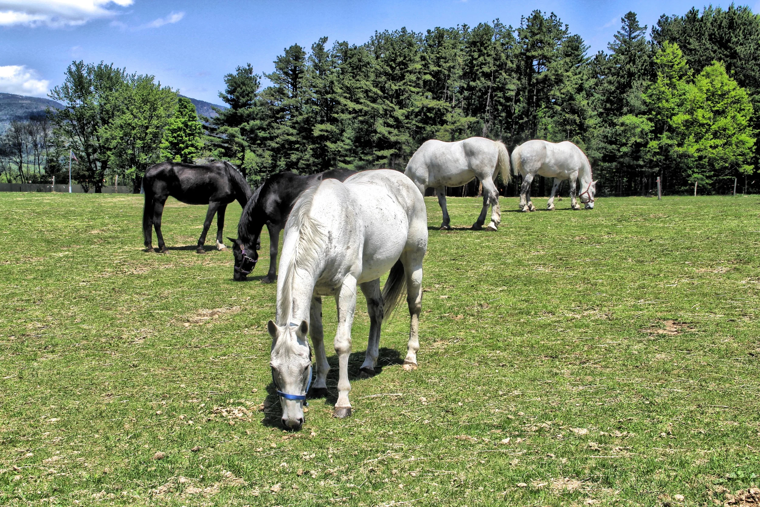 Out to Pasture U109
