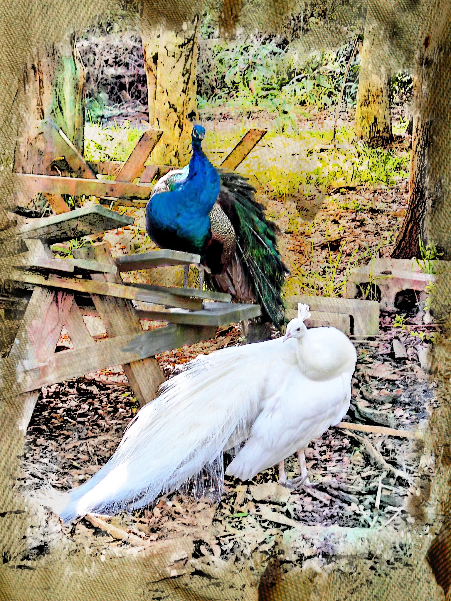 Peacock and Mate W106
