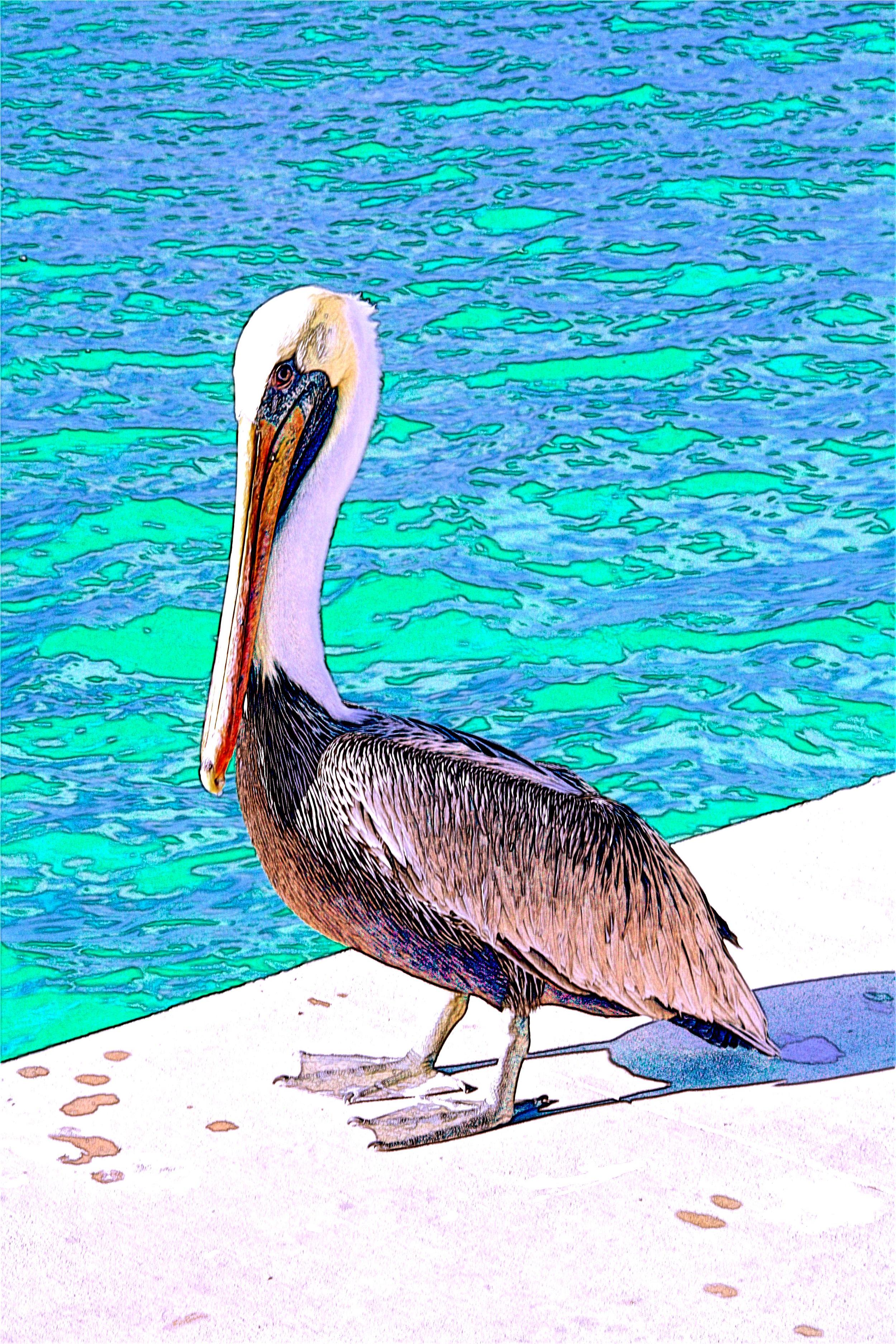 A Pelican Pose  W107