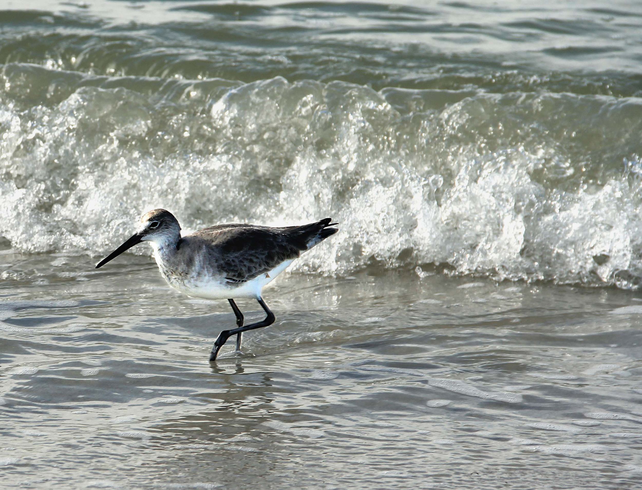 Bird in Surf  F101