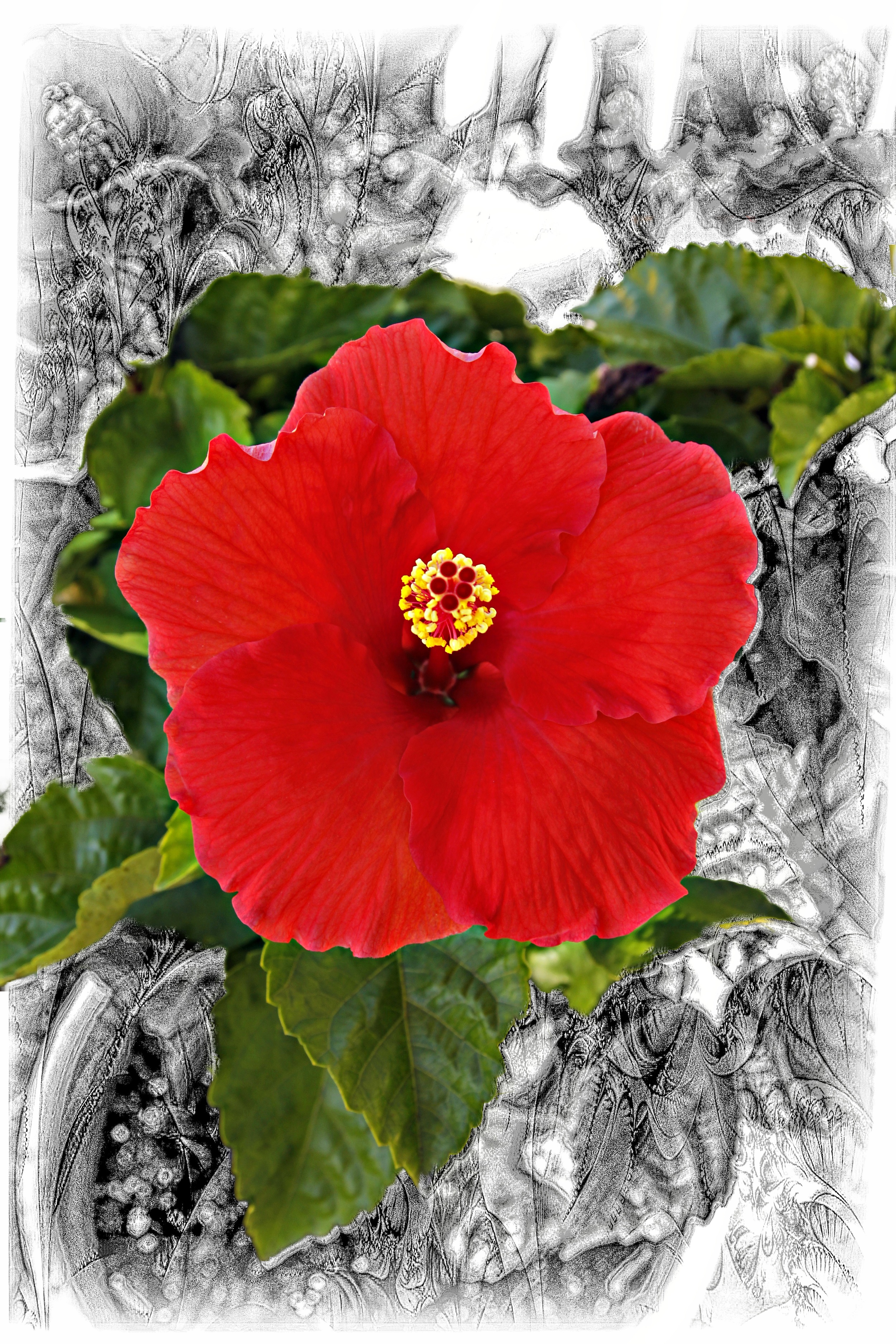 Red Hibiscus on Black  F103