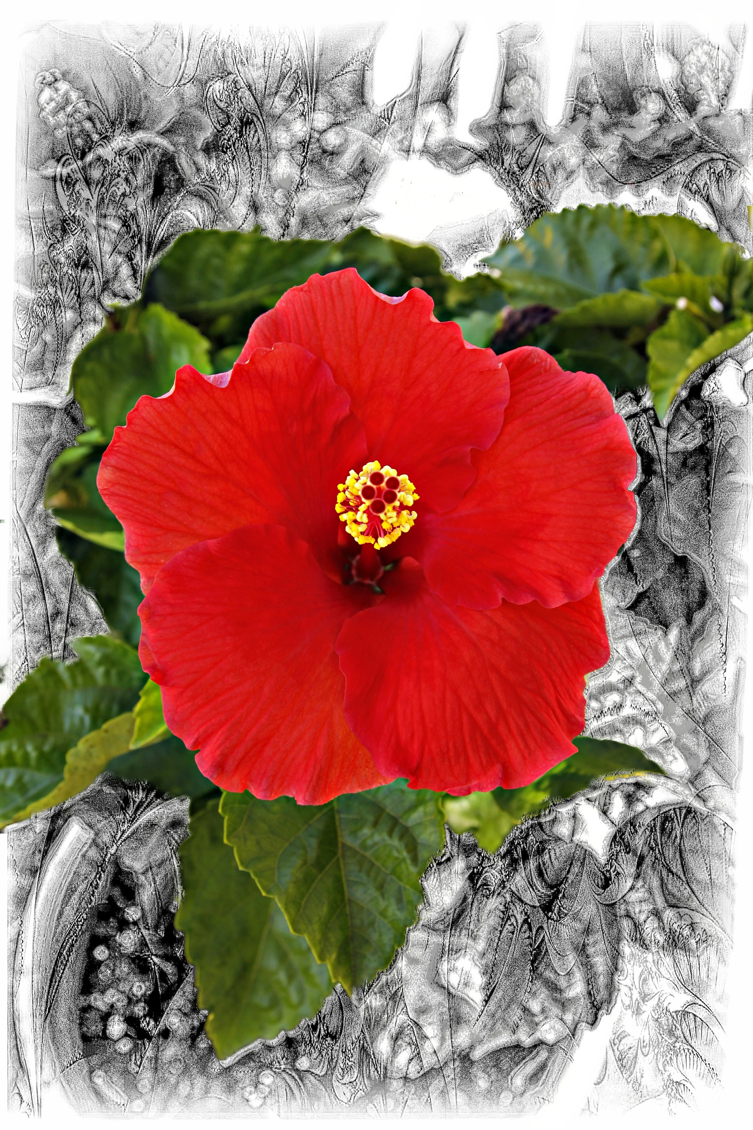 Red Hibiscus on Black F103