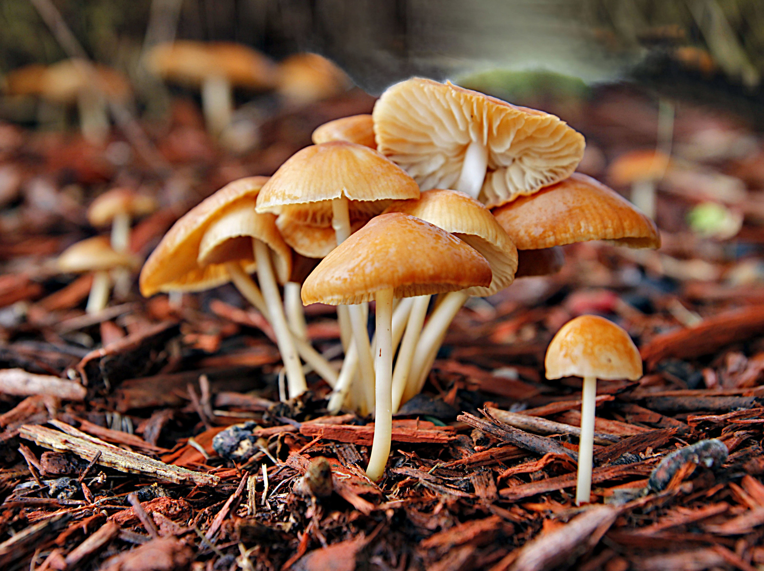 Mushroom Family   F104