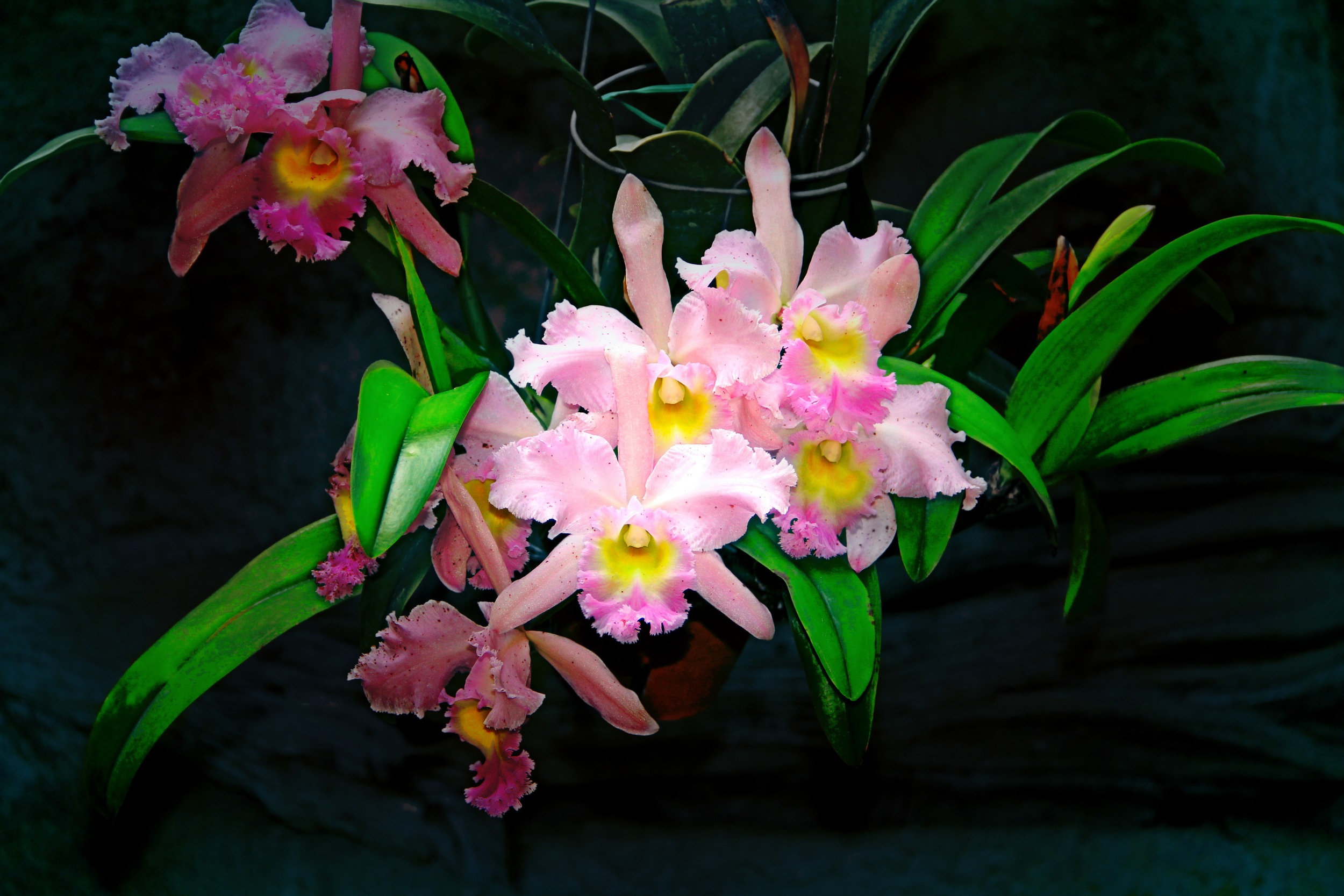 The Beauty of Orchids  F105