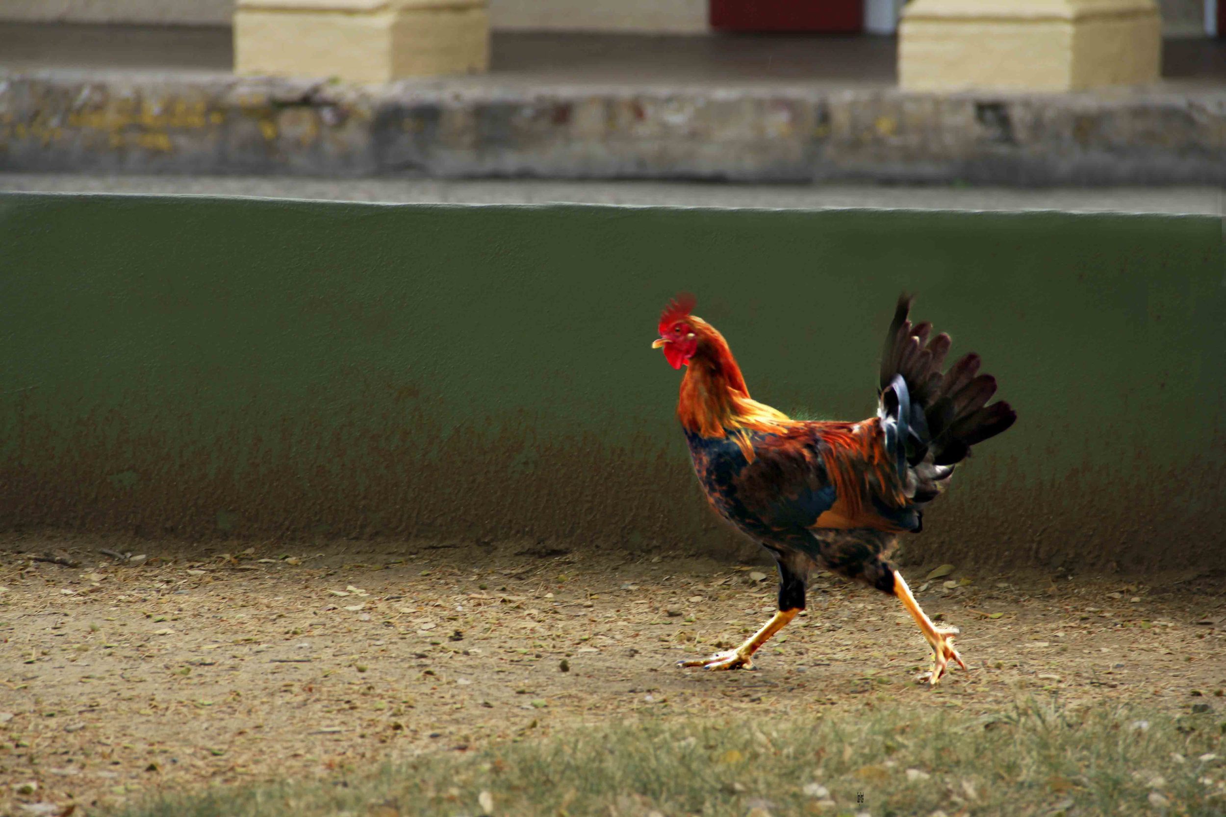 Rooster Running  F107