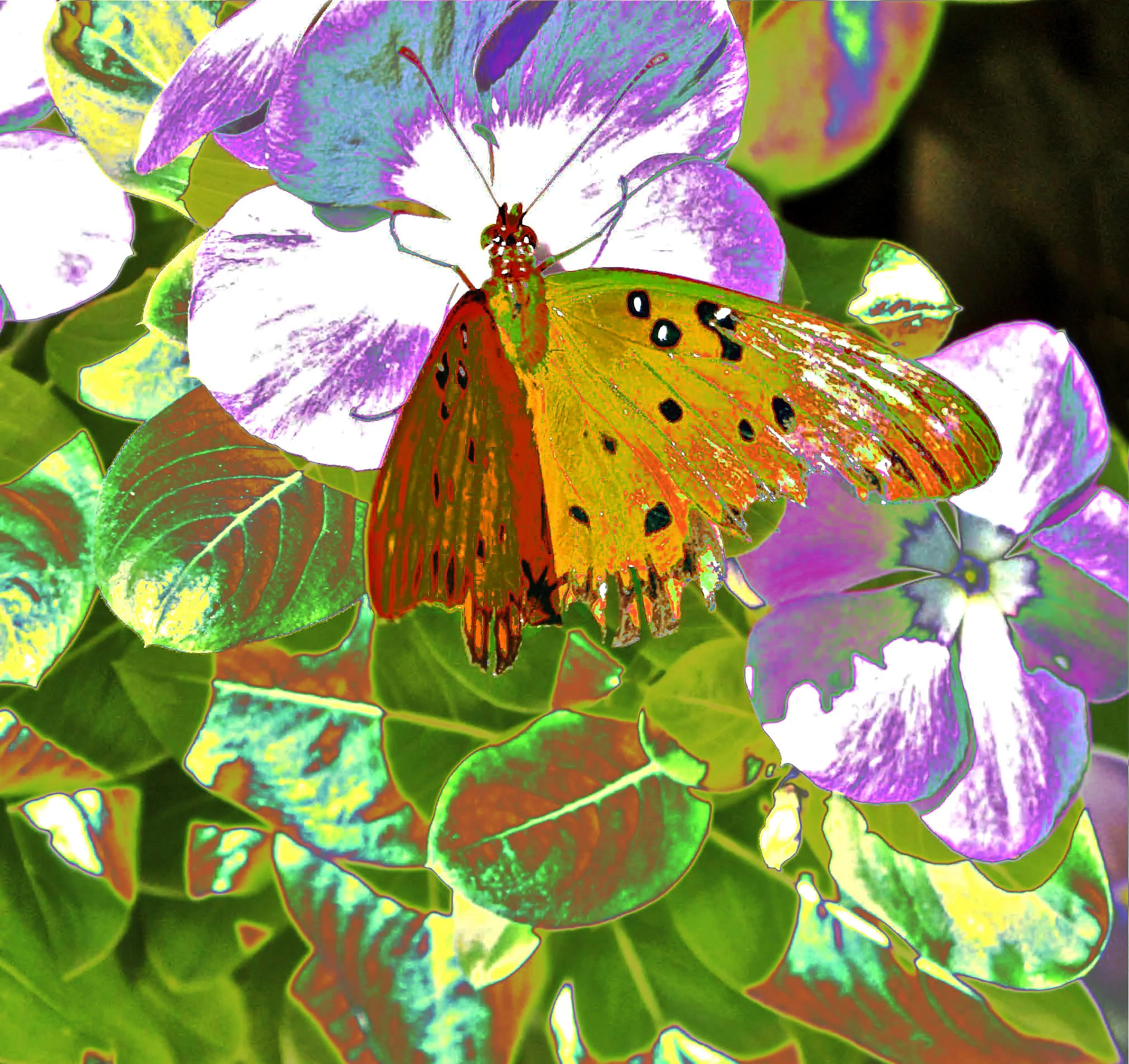 Lovely Butterfly W117