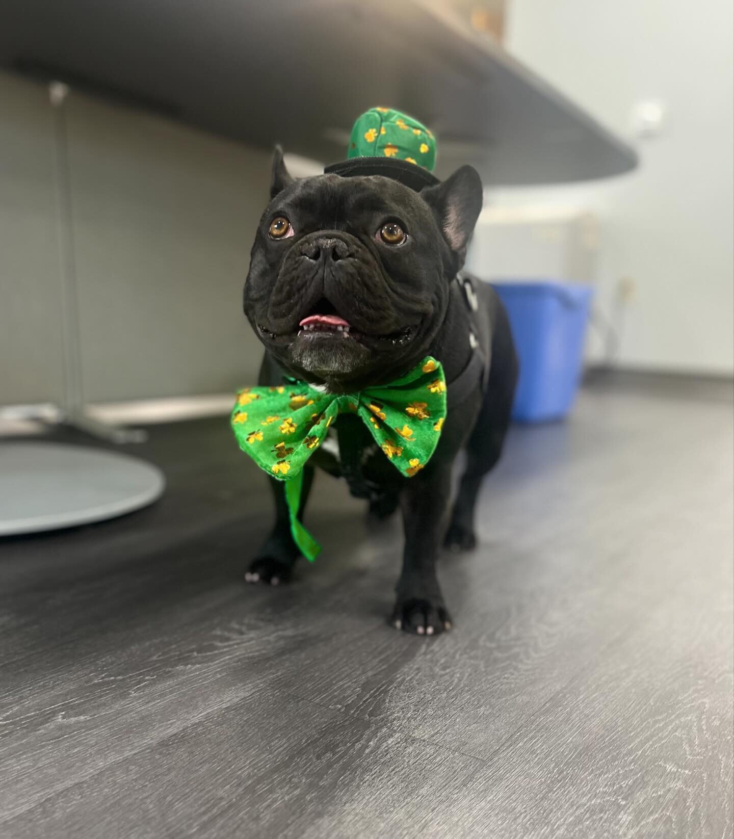 Happy St. Patrick&rsquo;s Day! Wayne is celebrating in style and hopes you are too! #stpatricksday #frenchie #leprechaun