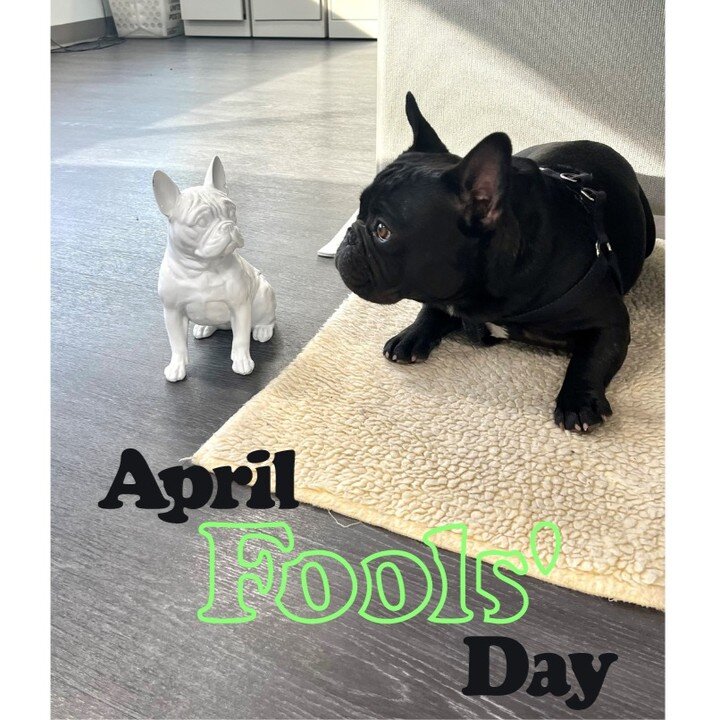 Happy April Fool's Day! In the spirit of the holiday, we played a little prank on Wayne that he is being replaced. As you can see, he was not amused. 

#aprilfools #happyspring #frenchbulldog #vermontdog #smallbusiness #dogprank #wayne #officedog