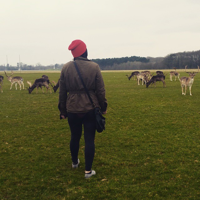 Deer in Phoenix Park. They just chill like that. So weird.