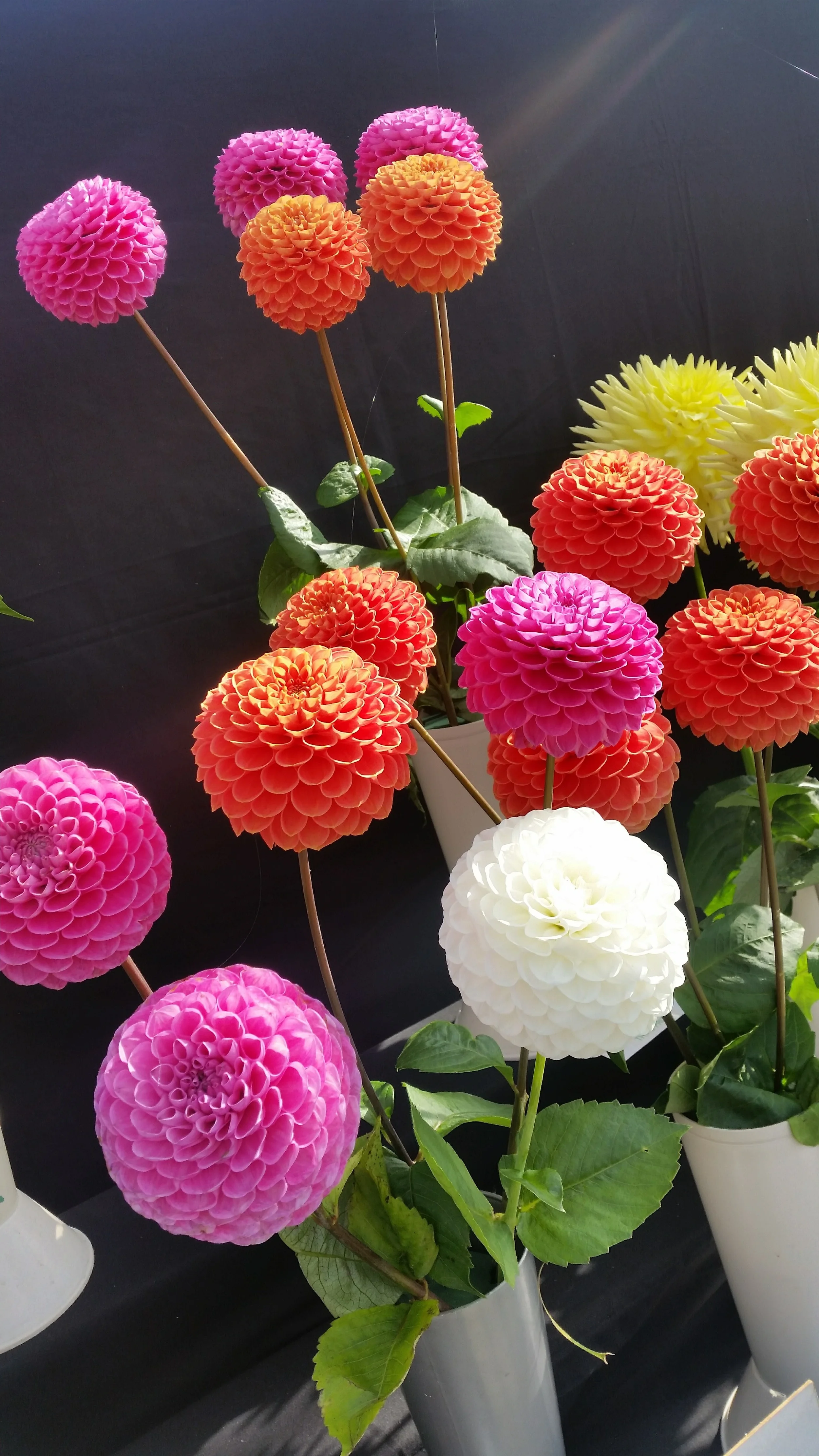 20150927_140644.jpg