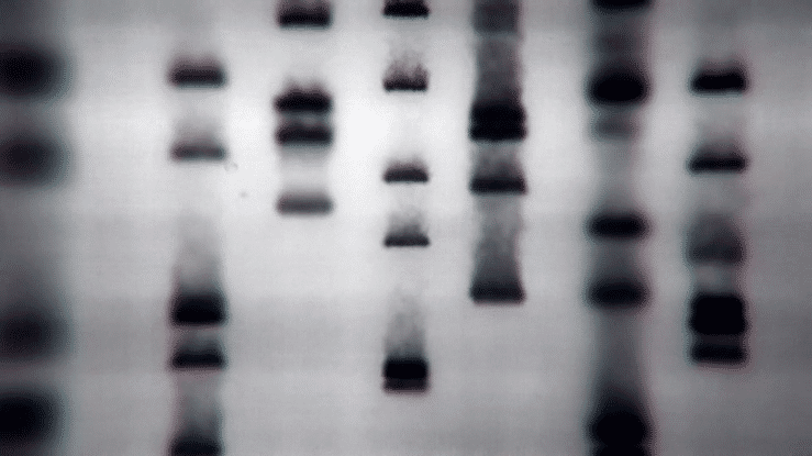 MUSC Fingerprint-high (1).gif