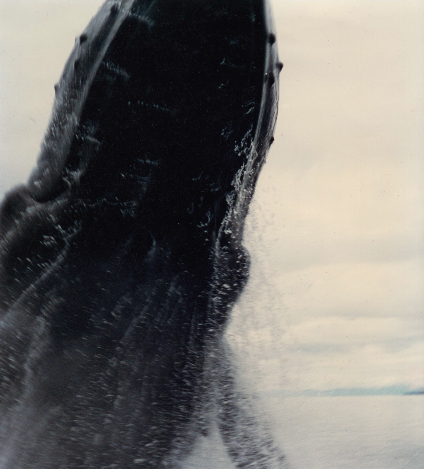 The whale doing a “pirouette” over Berry’s charter boat.