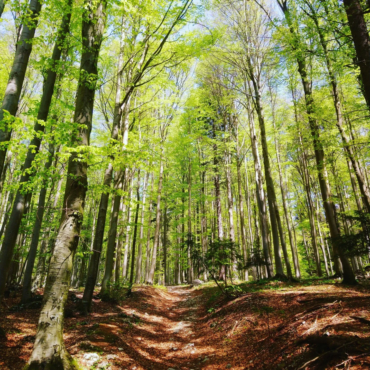 &quot;As the hills return, so do the woods. I have never been in woods like the ones I have seen here in Slovenia. Not in Europe, not among familiar trees. It is a part of the national identity. It was W. H. Auden who said that a culture is no better