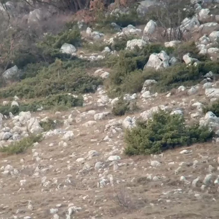 I'm just back from Abruzzo National Park, and actually, definitely, seeing European wolves in the wild for the first time. I really wasn't expecting it to be such a rush, but I felt quite shaky with adrenaline in those first moments. An amazing trip,