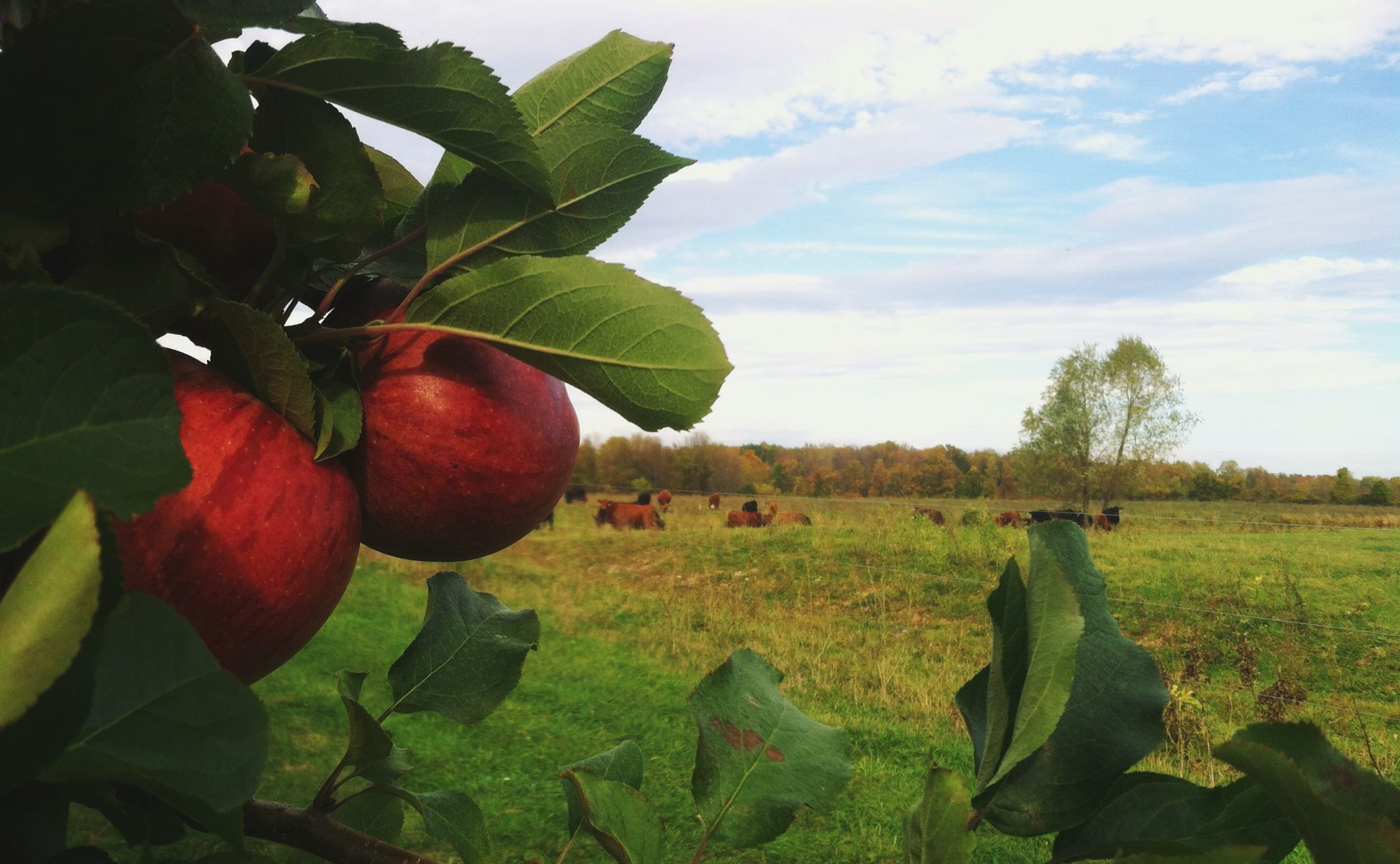 apples and angus.jpg