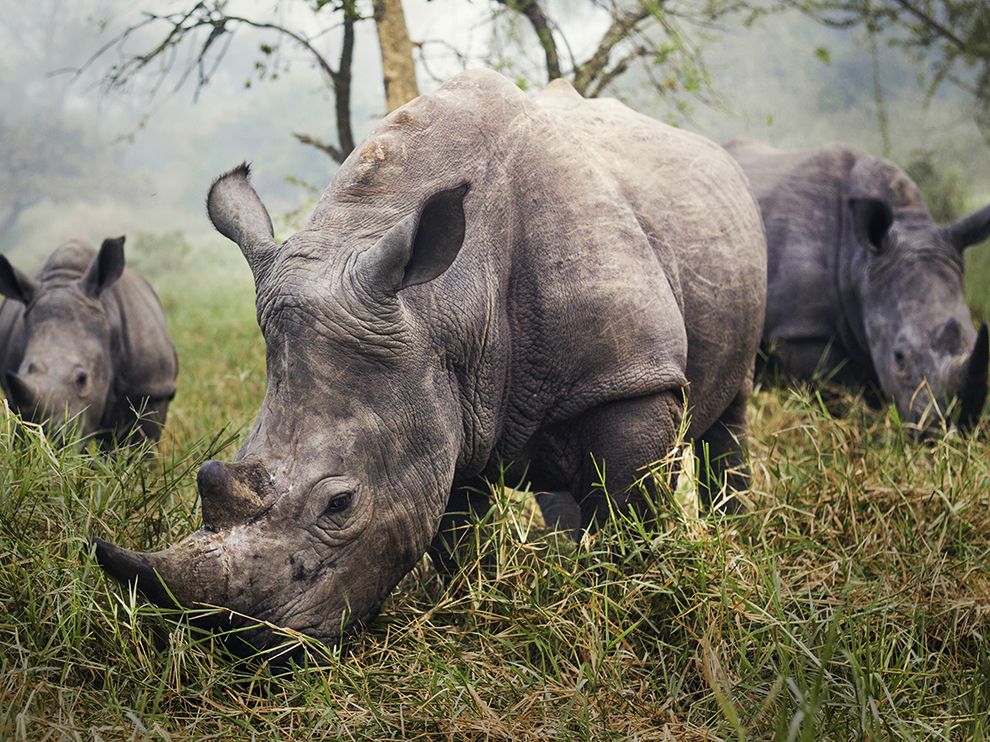 Photo credit: Stefane Berube via National Geographic