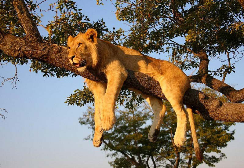 Photo credit: Safari Partners via flickr