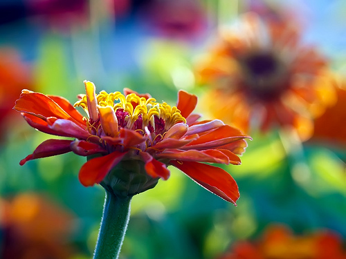 Photo credit: Irene gr via flickr