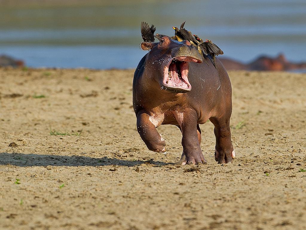 Photo credit: Marc Mol