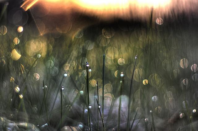Photo credit: Brian Wolfe, Flickr