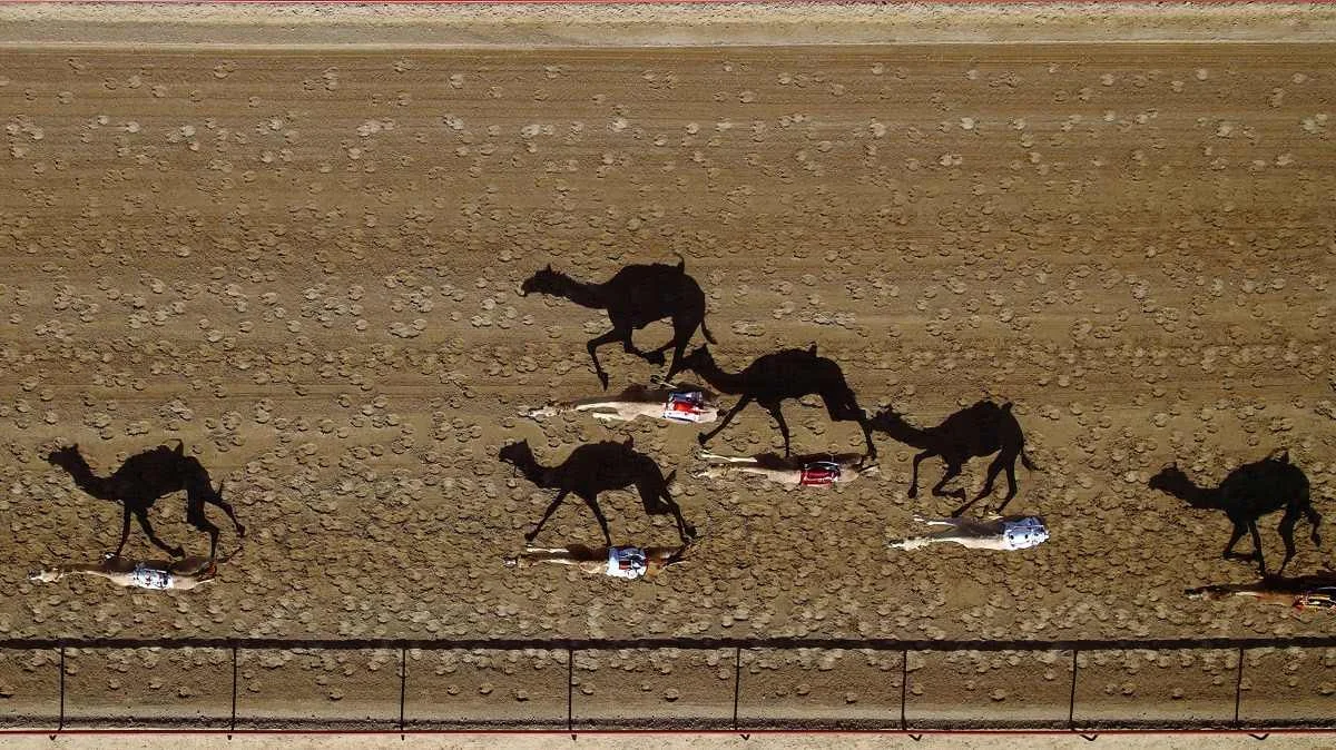 Al Marmoun camel racetrack, in Dubai, United Arab Emirates. Photo by Shoyab via Dronestagram. 