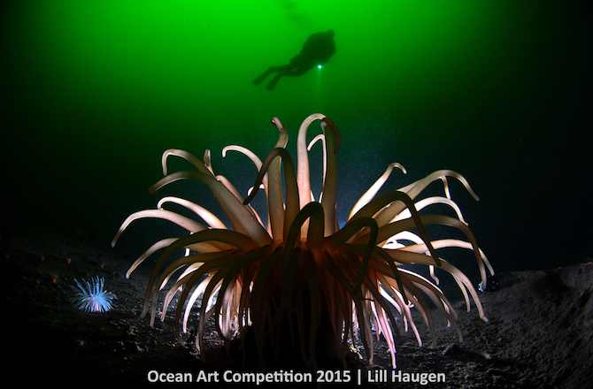 1st Place, Cold Water Category, "Anemone Light"