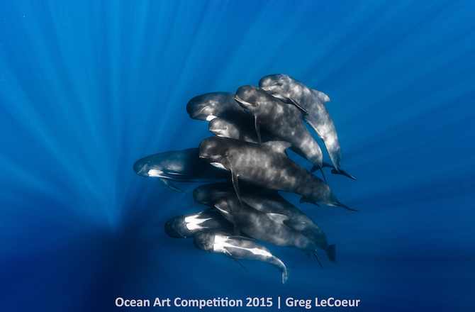 1st Place, Portrait Category, "Pilot Whales"