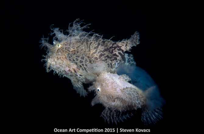 1st Place, Marine Life Behavior Category, "Egg Release"