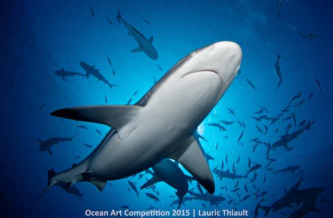 5th Place, Novice DSLR, "Ma 'O Mauri"