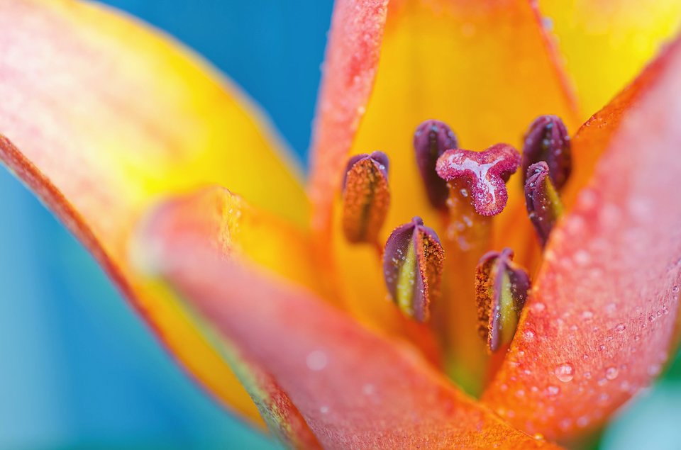 Photo credit: Garry Solomon Photography via EyeEm