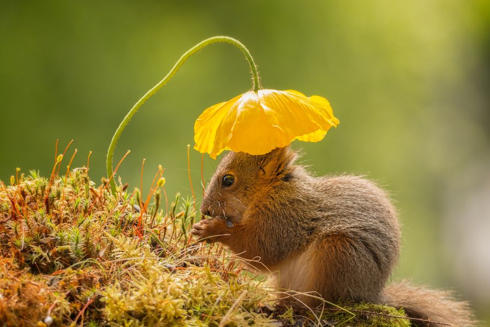 Photo credit: Geert Weggen via Smithsonian.com.