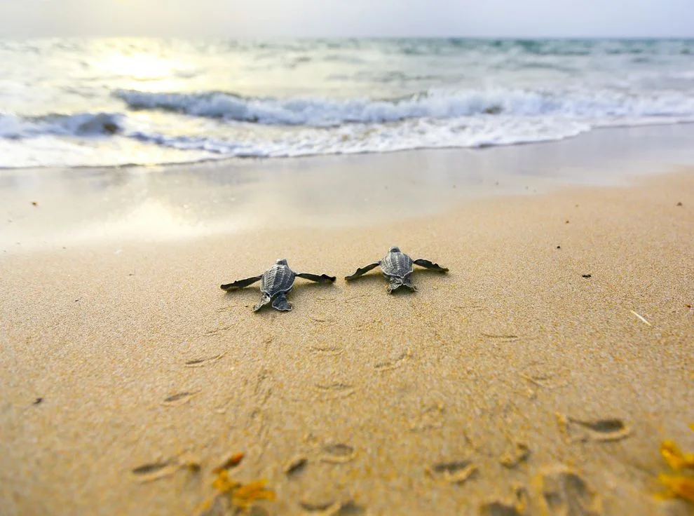 Photo credit: Ben Hicks via Smithsonian.com
