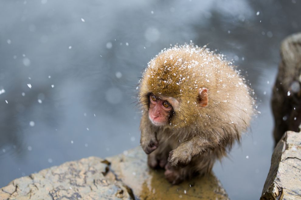 Photo credit: Hidetoshi Ogata via Smithsonian.com