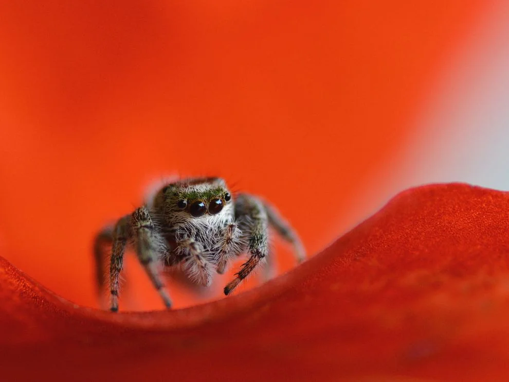 Photo credit: Barbara Storms via Smithsonian.com