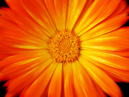Photo credit: Gary via flickr